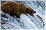 Swimming-Upstream-Bear